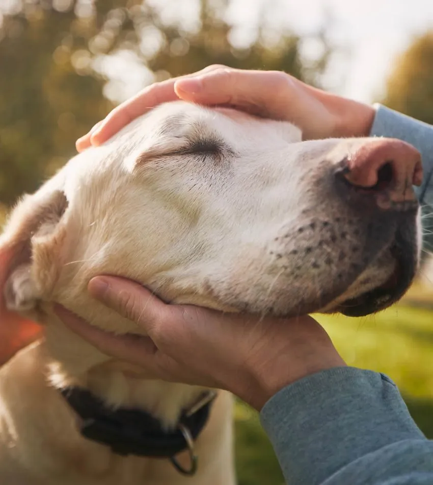 Man stroking his old dog | Safeguard Estate and Financial Planning